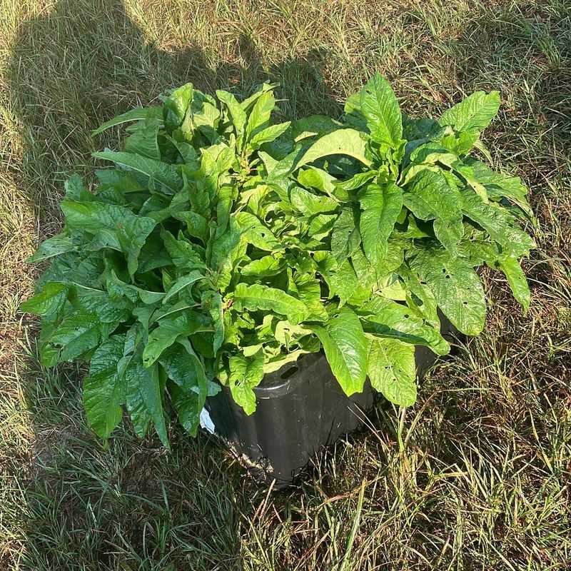 Caribbean Callaloo Patches