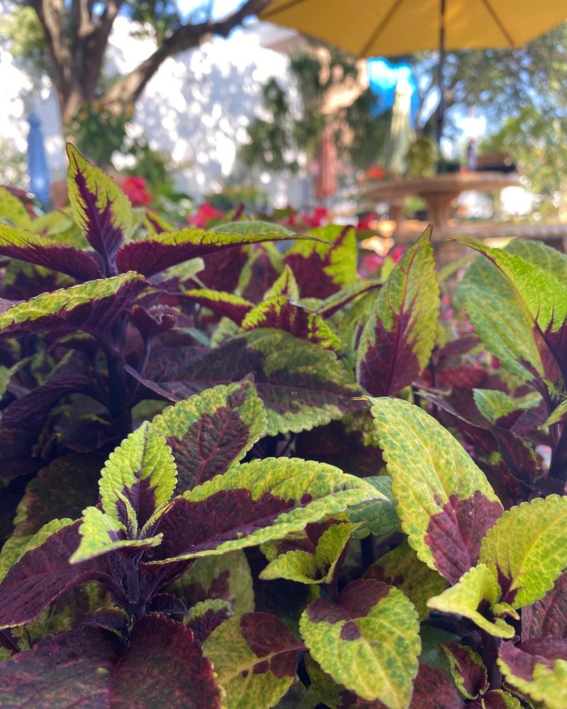 Coleus: Foliage That Outshines Flowers