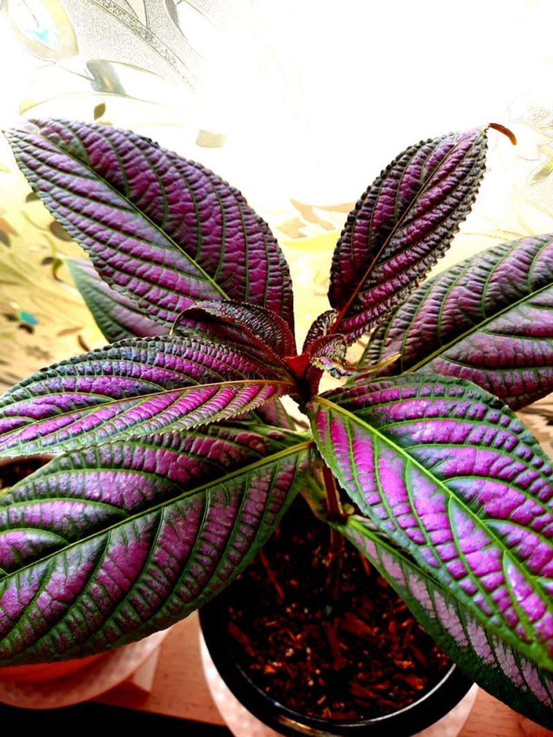 Persian Shield