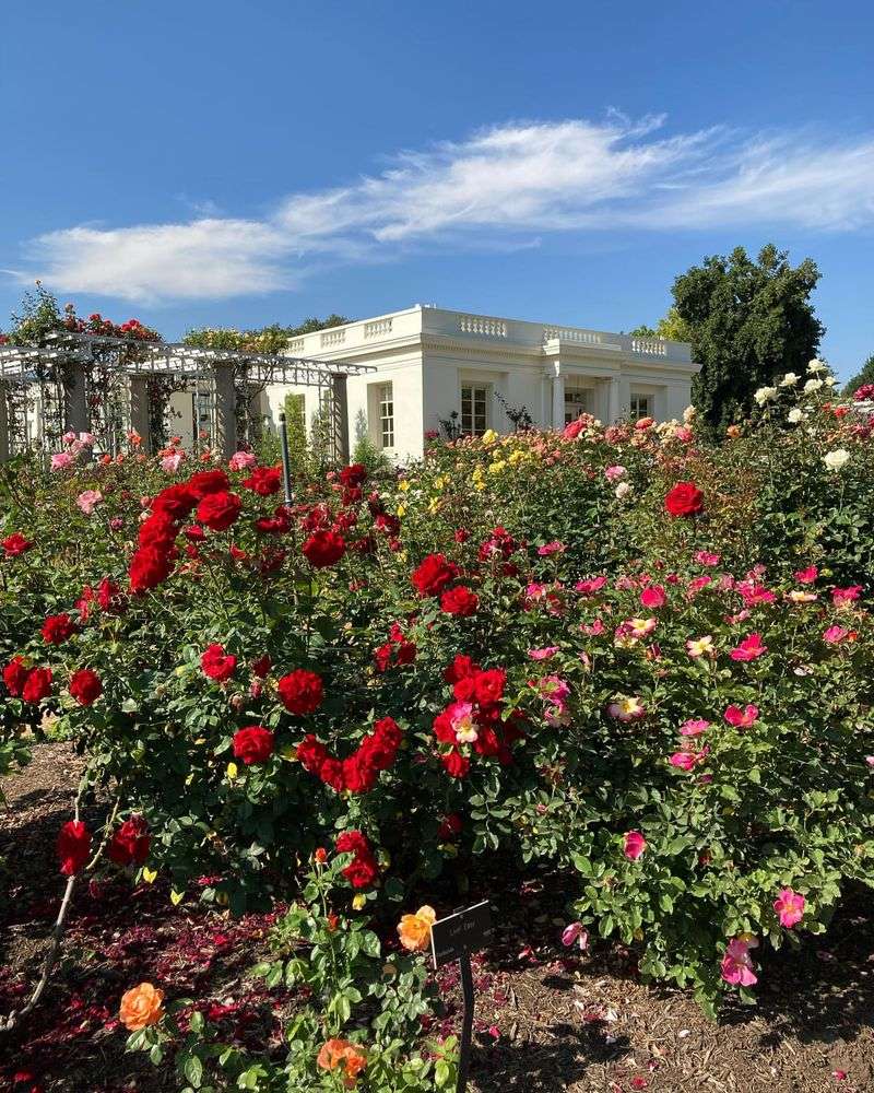 High-Maintenance Rose Gardens