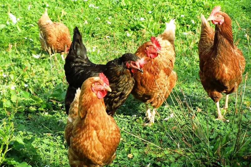 Backyard Chicken Flocks