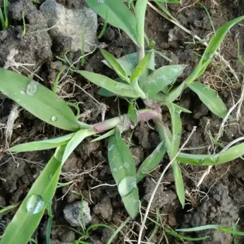Letting Weeds Take Over