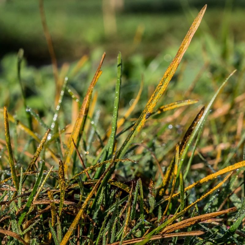 Neglecting Lawn Pests