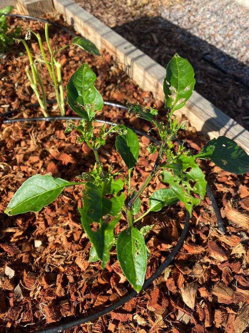 Address Pest Problems
