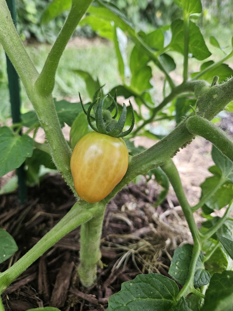 Where Tomatoes Grew Last Season