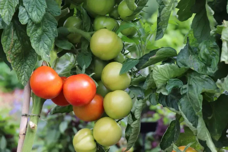 Next To Nightshade Relatives