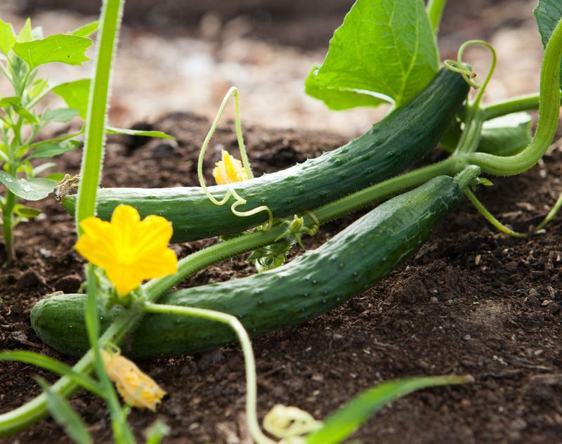 Poor Soil Nutrition Creates Flavor Problems