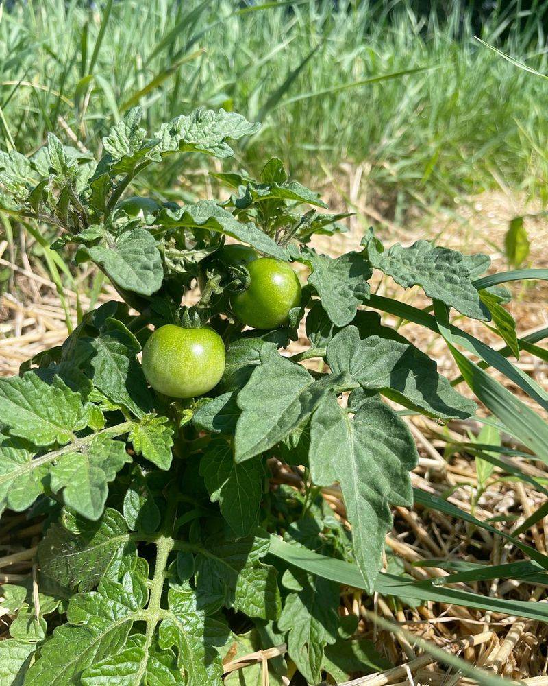 Nutrient-Poor Sandy Soils