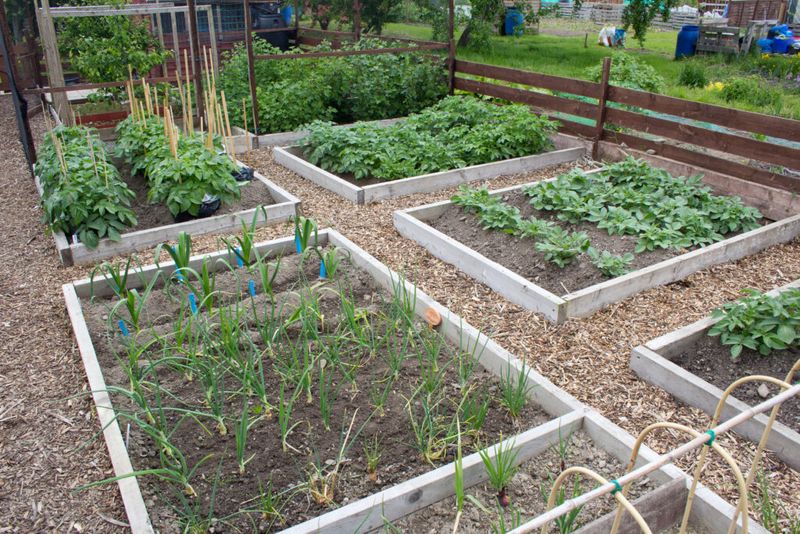 Rotating Crops For Better Soil Health
