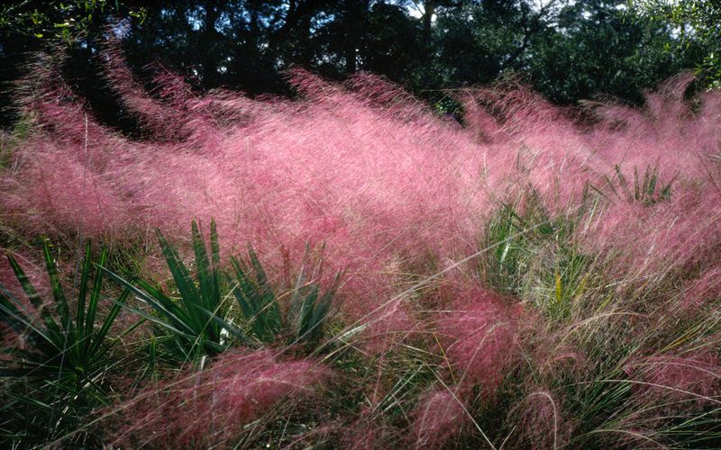 Gulf Muhly Creates Pink Cloud Effects