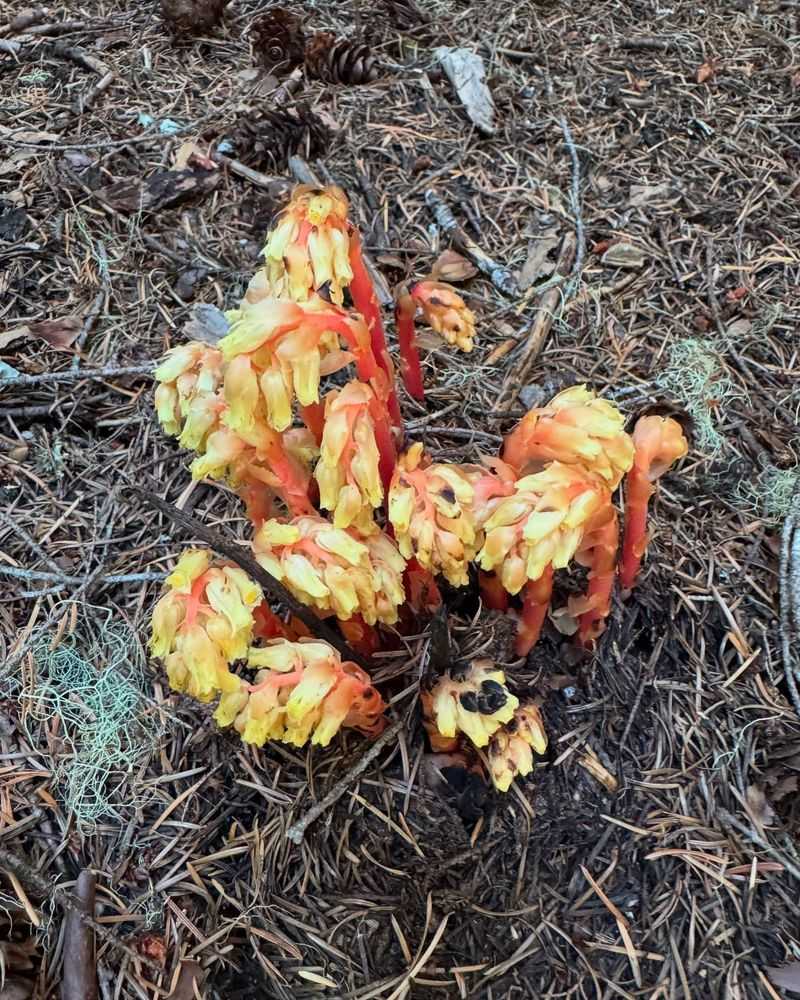 Pinesap (Monotropa hypopitys)
