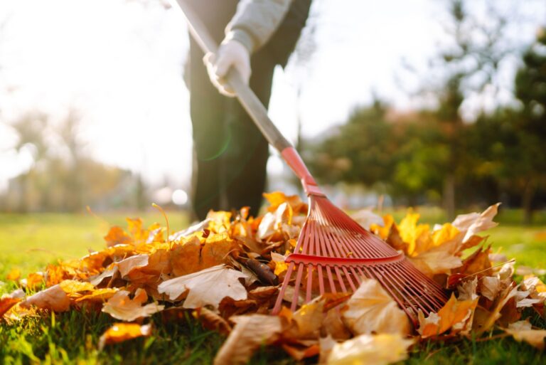 Rake with fallen leaves in autumn