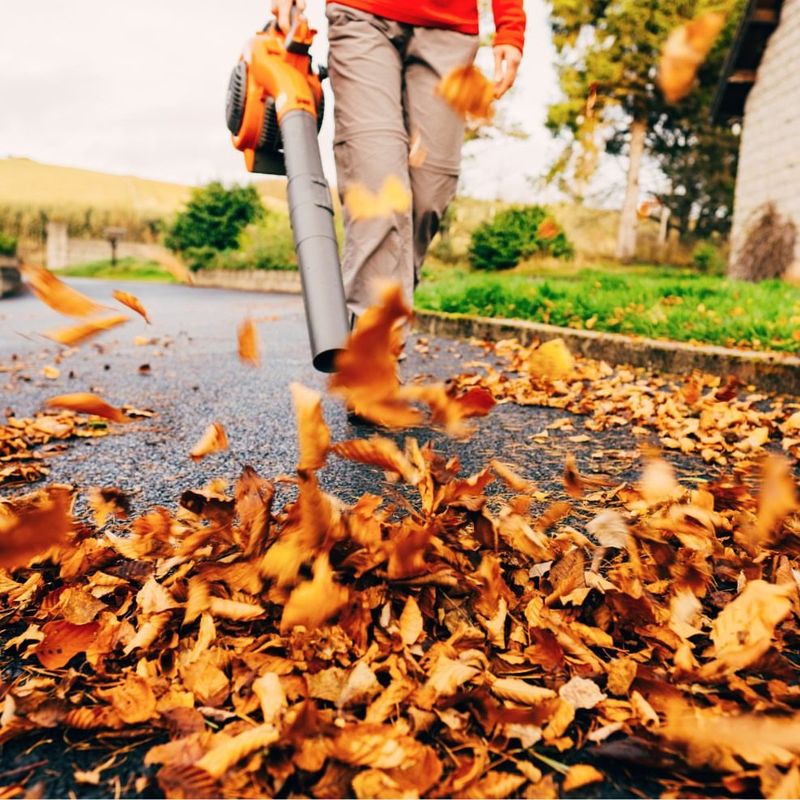 Timing Your Leaf Collection Properly