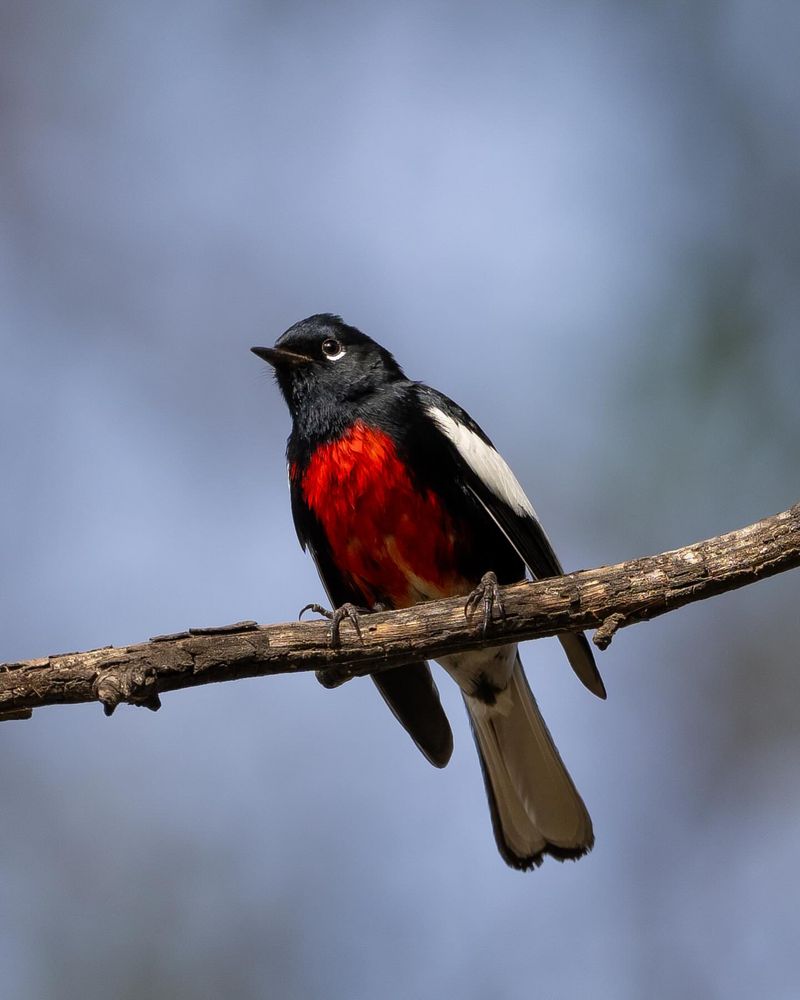 Painted Redstart