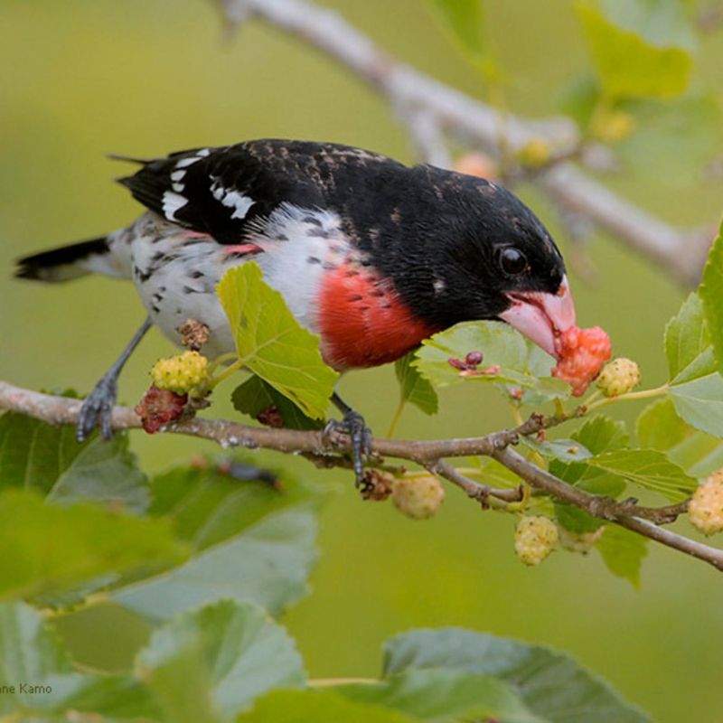 Rose-breasted Grosbeak: Pink-Bibbed Wonder