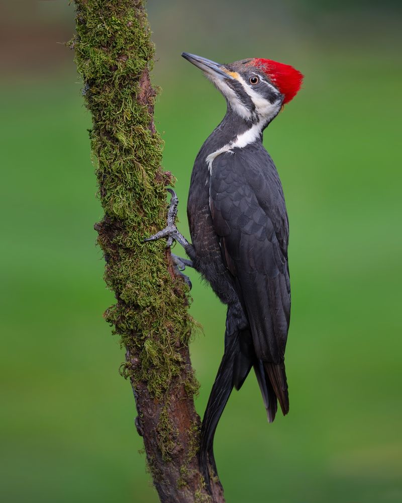 Pileated Woodpecker's Impressive Size