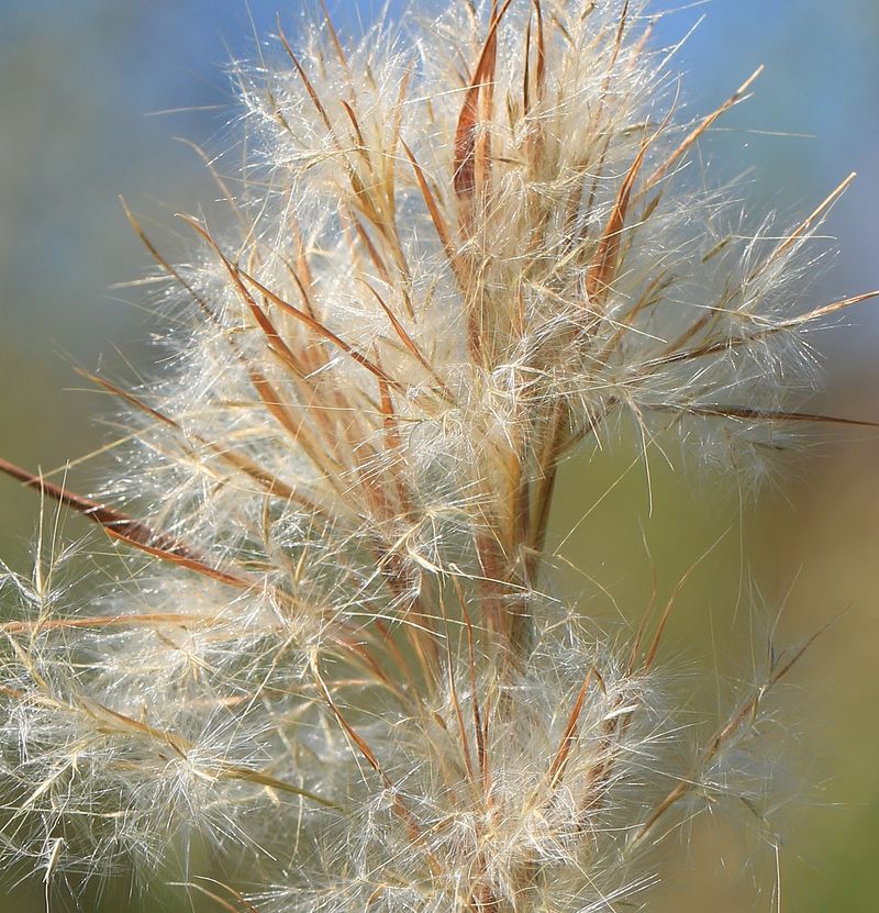 Bushy Bluestem Catches Light Beautifully