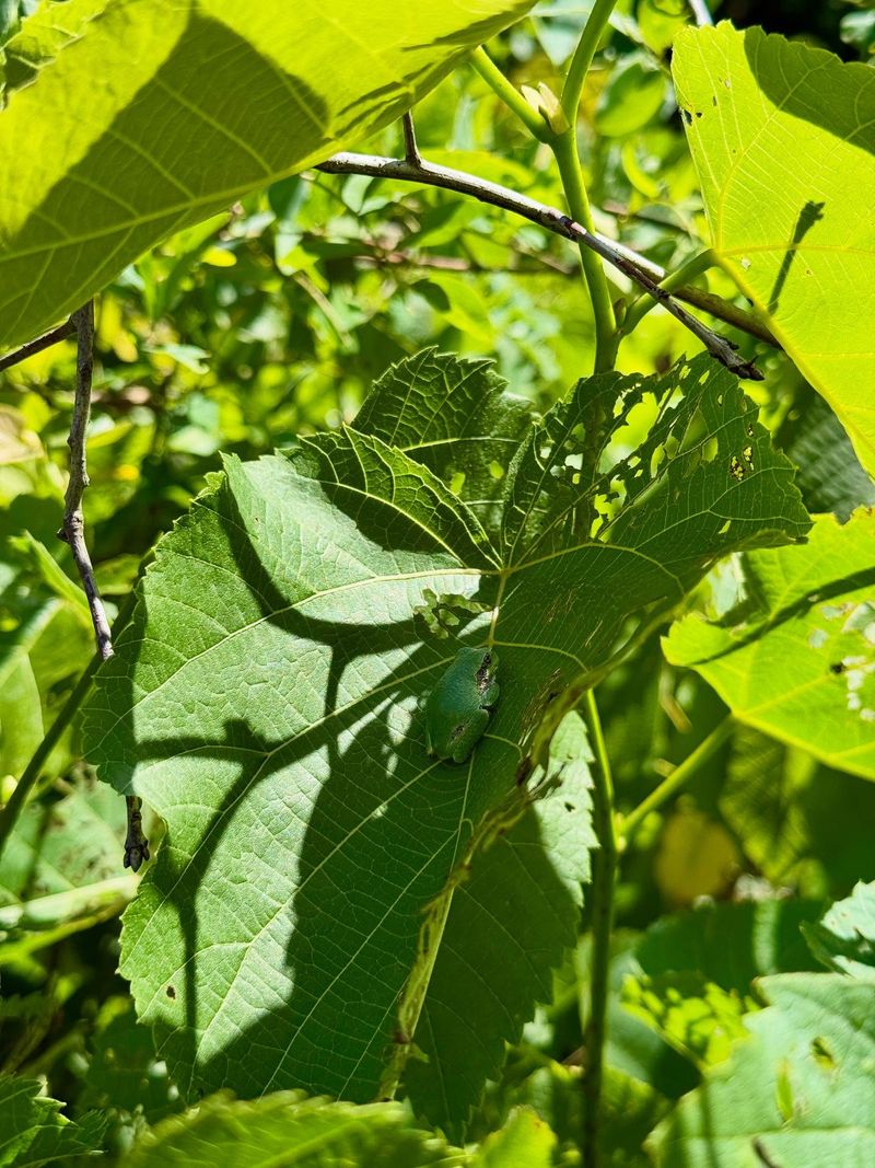 Protective Leaf Canopy