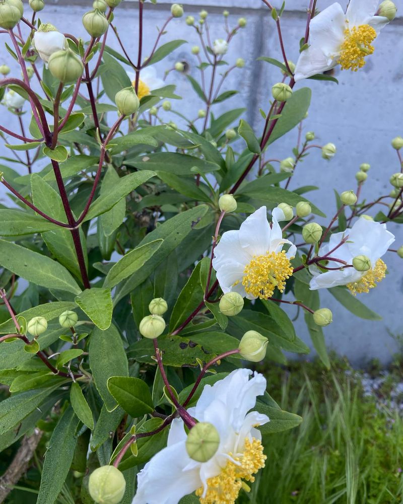 Bush Anemone