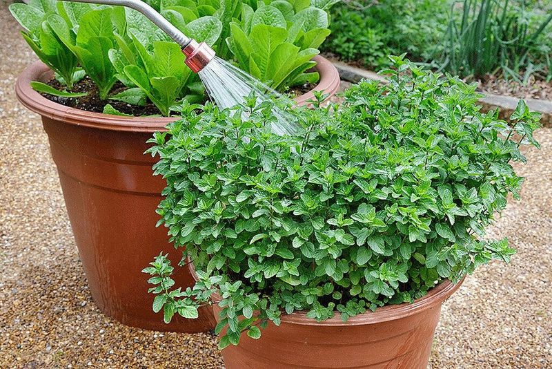 Adjust Watering Routines