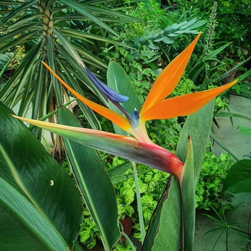 Layer With Colorful Bird Of Paradise