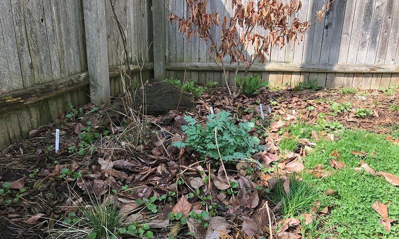 Delay Garden Cleanup Until Spring