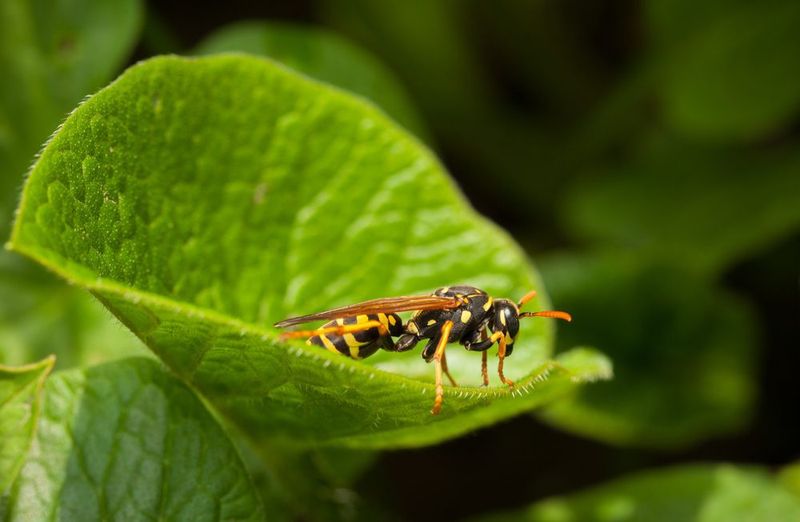 Attract Natural Wasp Predators To Your Yard