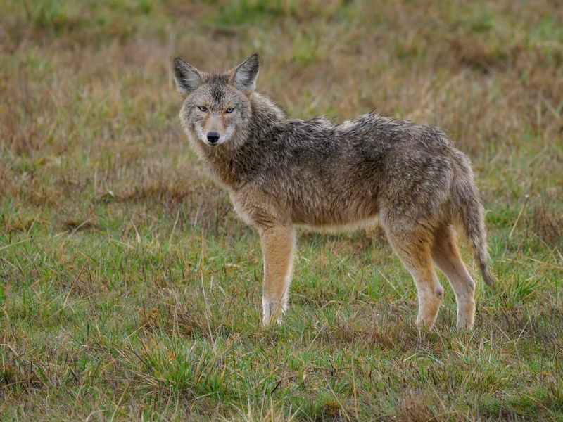 Contact Wildlife Professionals