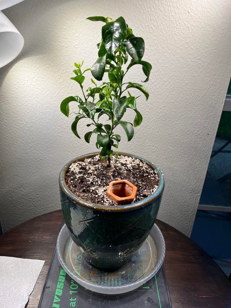 Flush Soil in Spring