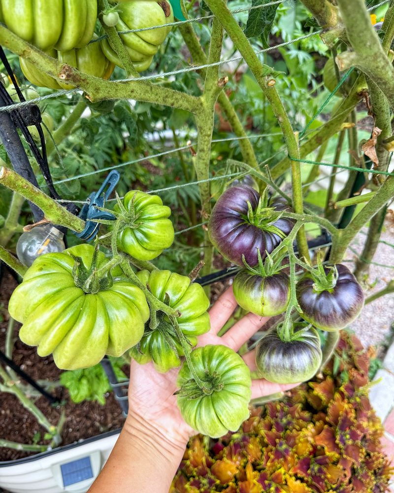 Picking Too Early