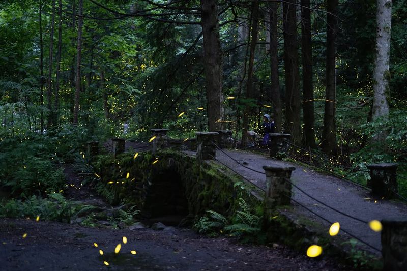 Light-Seeking Tourism Disturbs Populations