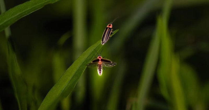 Conservation Efforts Show Promise For Recovery