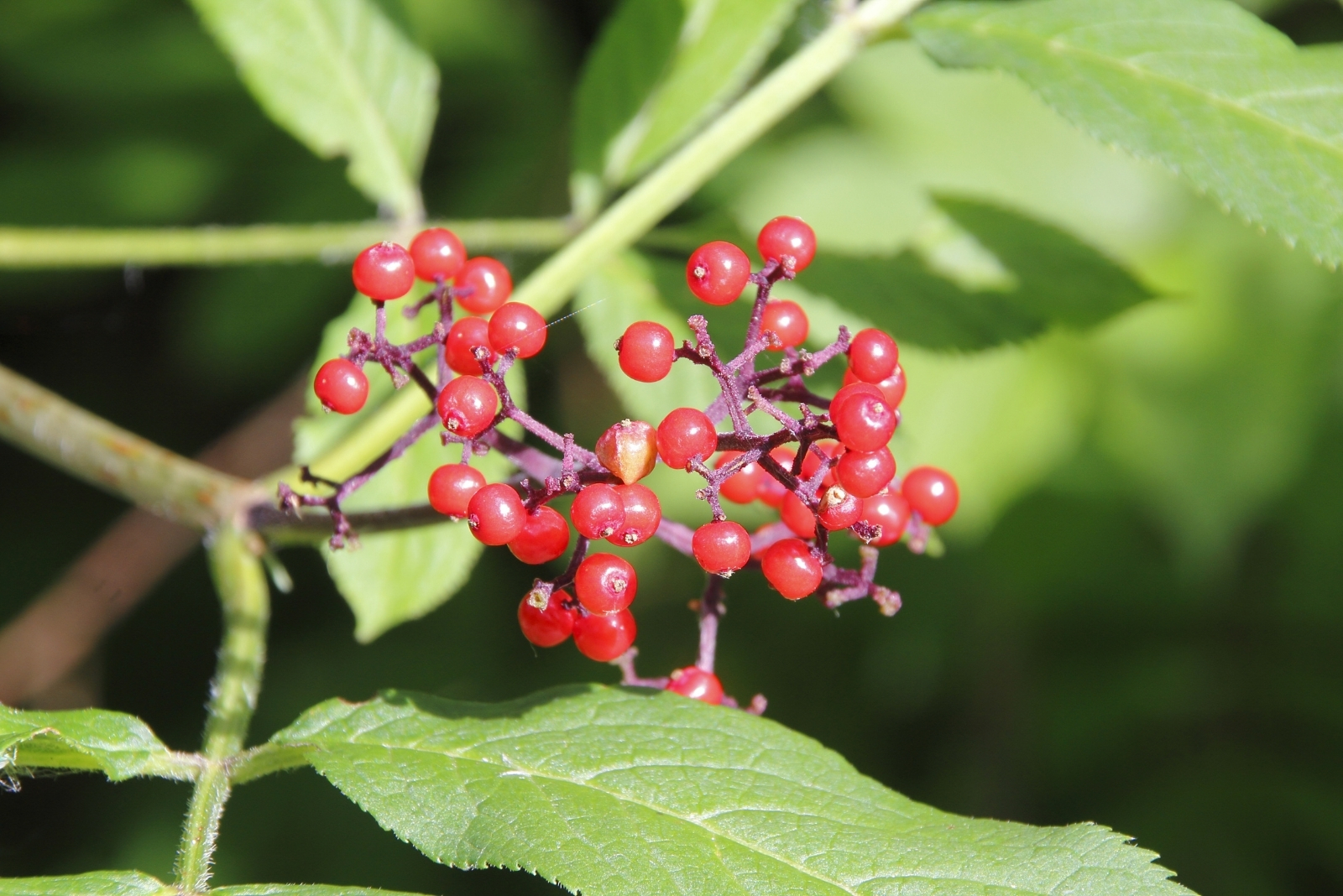 Invasive Plants To Watch In Ohio, Michigan, Indiana, And Illinois
