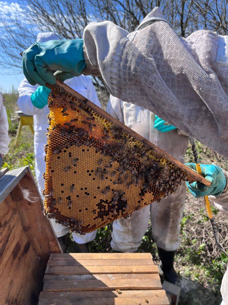 Improper Beekeeping