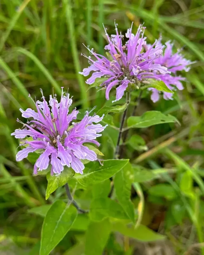 Lack of Floral Diversity Limits Nutrition