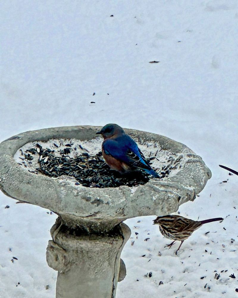 Wintertime Neglect