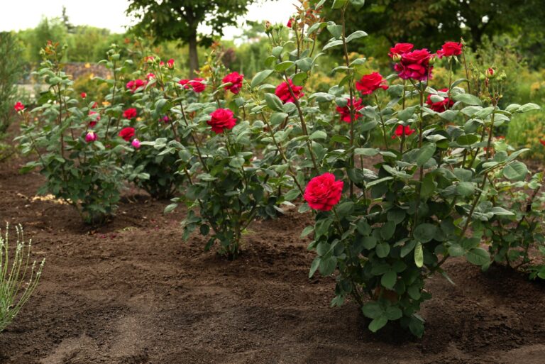 rose garden