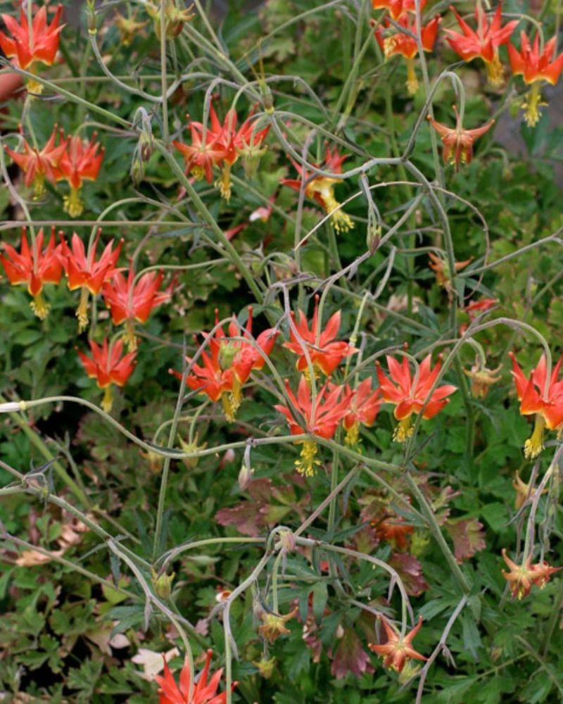Western Columbine