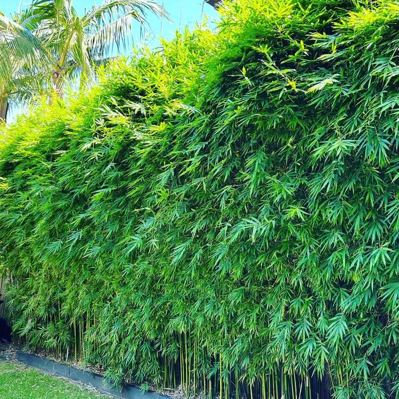 Bamboo: Quick-Growing Privacy Screen