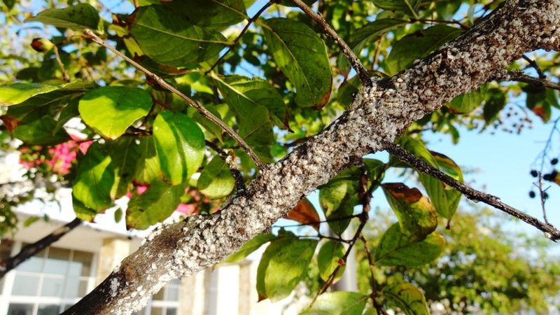 Crape Myrtle: Aphid and Scale Collector