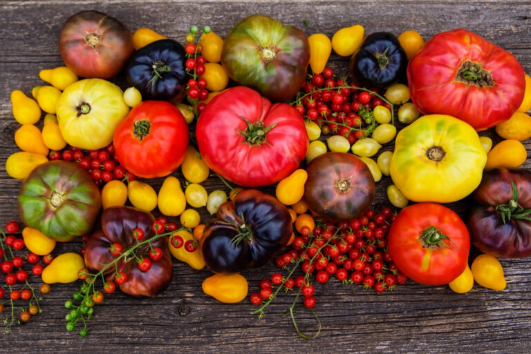 tomatoes (featured image)