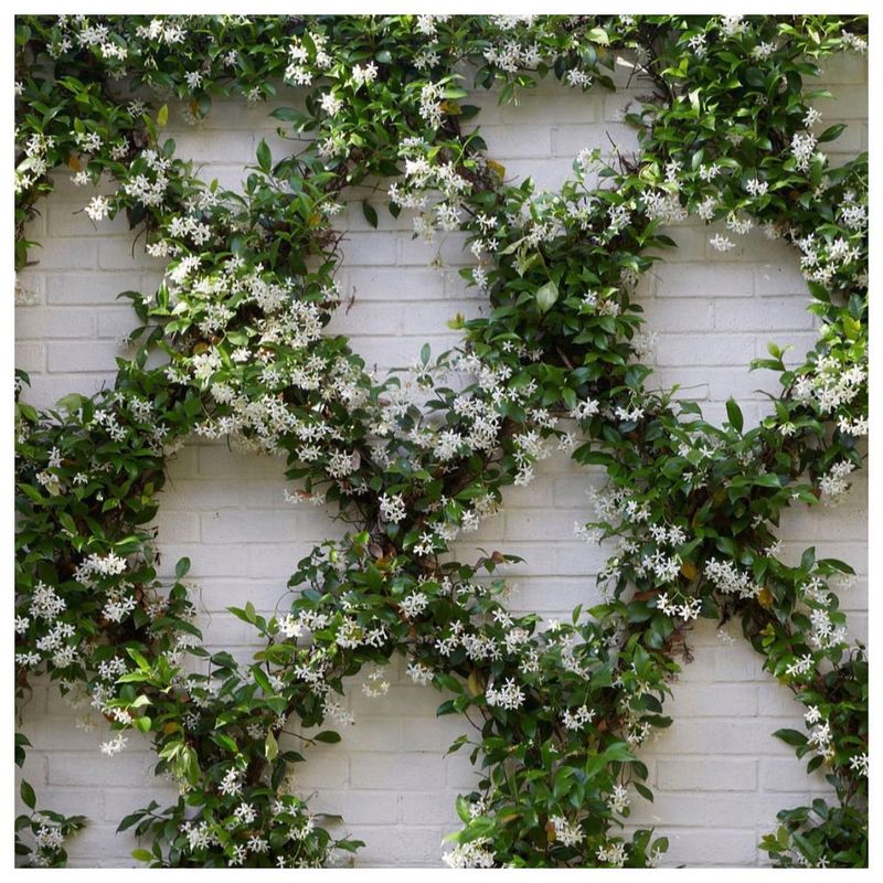 Confederate Jasmine