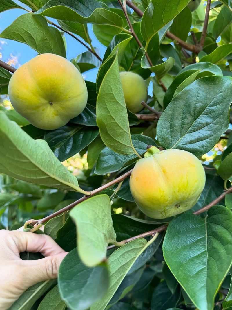 Persimmon (Asian)