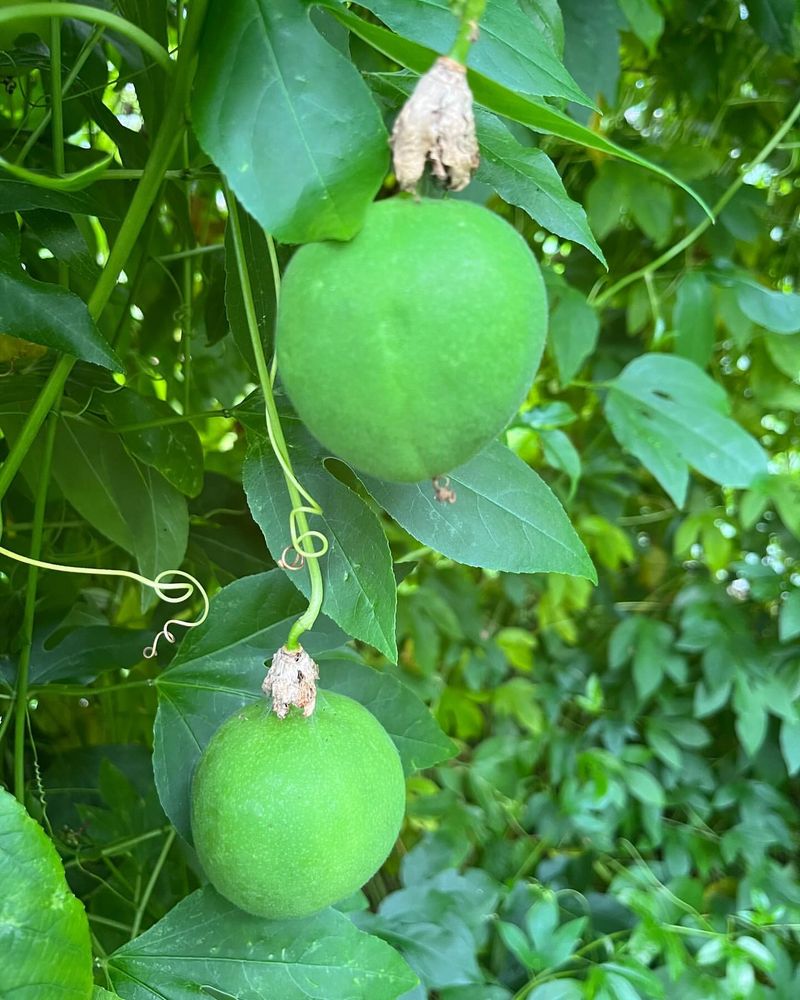 Passion Fruit Vines Surrender To Frost