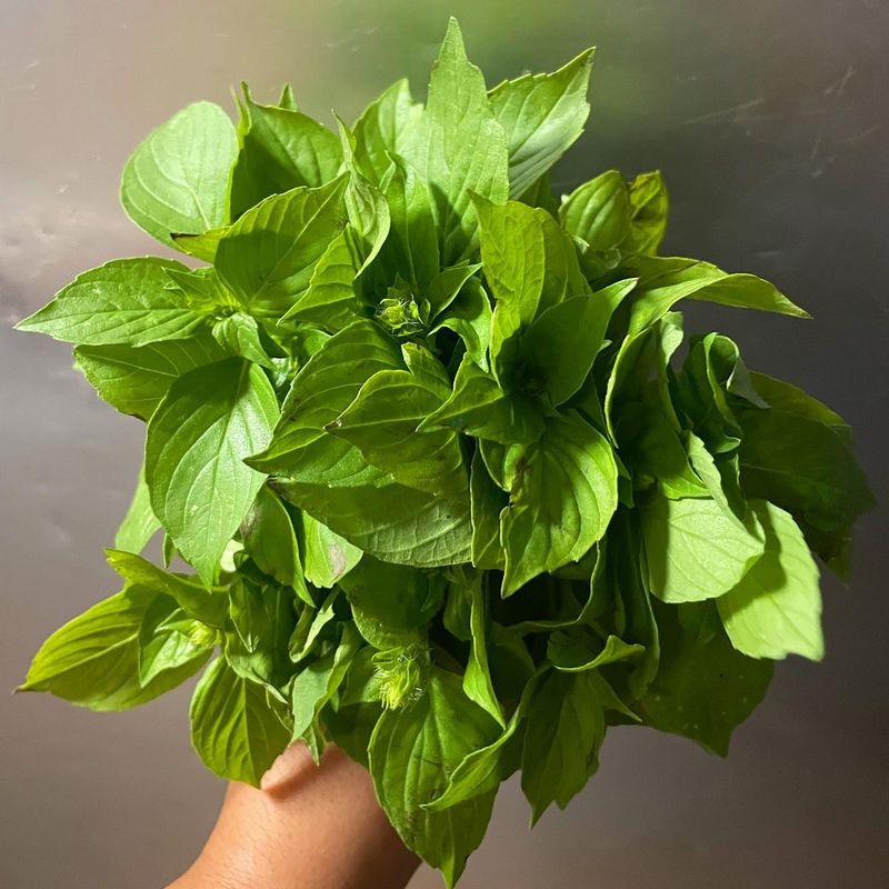 Basil