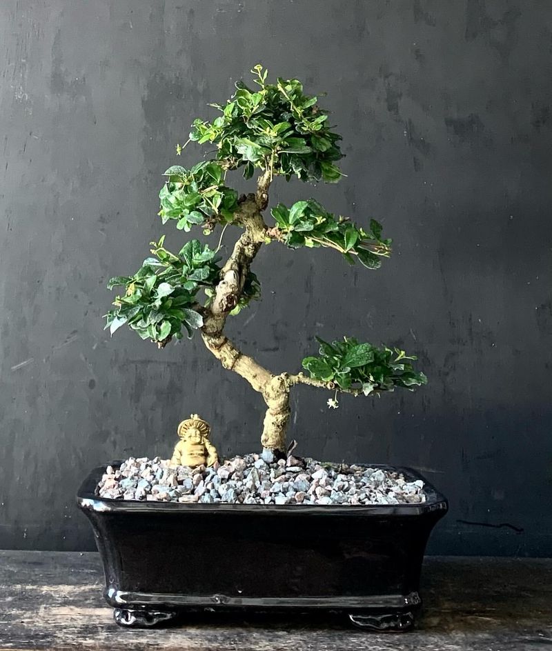 Fukien Tea
