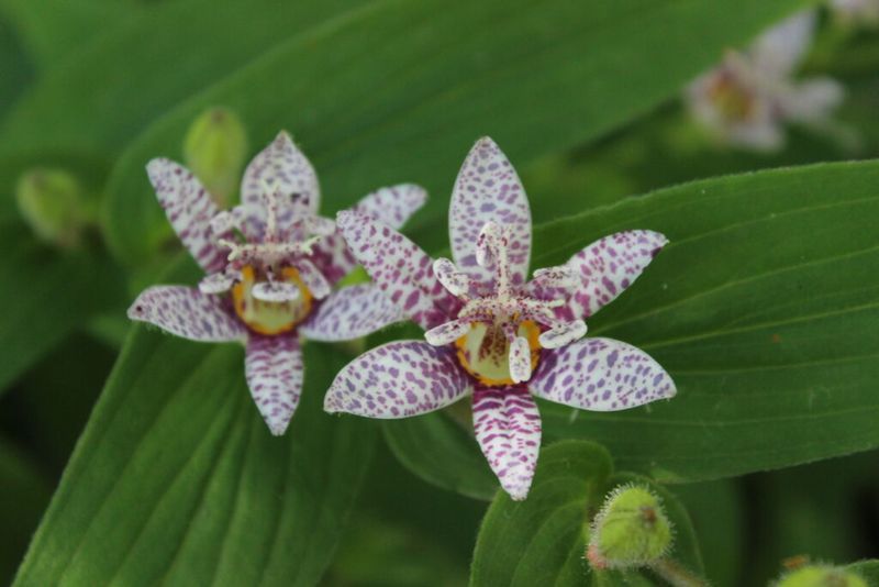 Toad Lily