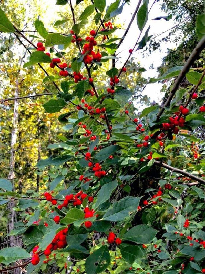 Winterberry
