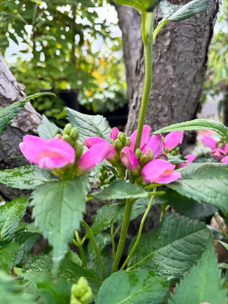 Turtlehead (Chelone)