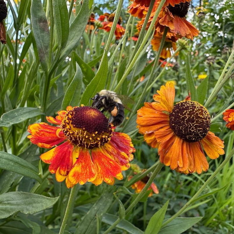 Helenium